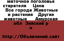 маточное поголовье старателя  › Цена ­ 2 300 - Все города Животные и растения » Другие животные   . Амурская обл.,Зейский р-н